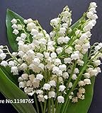 100 pcs Lily of the Valley flower seeds , bell orchid seeds,rich aroma ,bonsai flower seed, so cute 