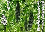 【てしまの苗】実生ゴーヤ/島娘　 　9cmポット