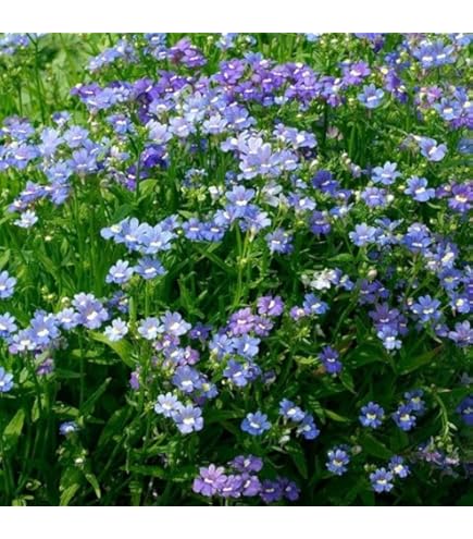 Amazon | 株式会社トーホク わすれな草 00898 | 野菜