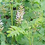 2015熱い販売の多年草の種甘い甘草漢方薬草の根植え中庭のバルコニー5送料無料