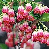 国華園　花木 ドウダンツツジ 口紅錦 1株【※発送が国華園からの場合のみ正規品です】