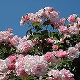 バラ苗 ローゼンドルフシュパリースホップ 国産大苗6号スリット鉢 つるバラ(CL) 四季咲き ピンク系