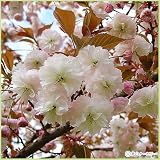 桜(サクラ)苗木 普賢象桜