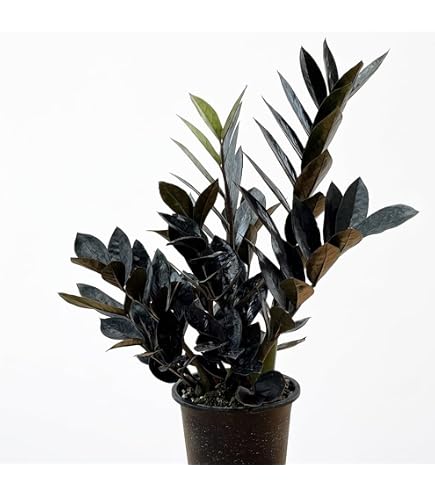 Amazon｜hananico ザミオクルカス レイブン 4号鉢 観葉植物 | 黒い葉が