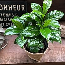 Amazon｜ポトス エンジョイ 3号 観葉植物 デスクに 斑入り｜観葉