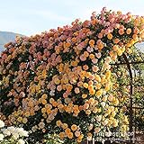 バラ苗 サハラ’98 国産新苗植え替え6号スリット鉢 つるバラ(CL) 四季咲き 黄色系