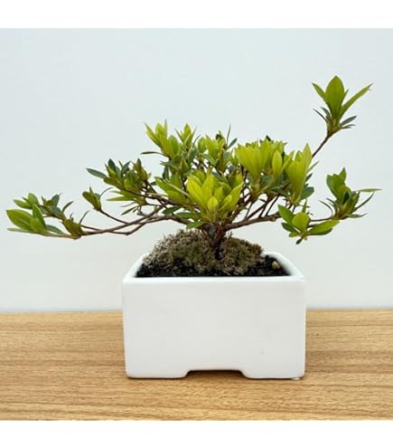 Amazon.co.jp: 盆栽 花芽付！皐月（サツキ）（日の丸）(4523) 【現品