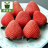 イチゴ：とうくん（桃薫）大苗4号ポット 2株セット[香り豊かな桃色いちご] ノーブランド品