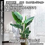 【観葉植物】オーガスタ・ニコライ　７号鉢　鉢カバー・受皿付き 【送料無料】