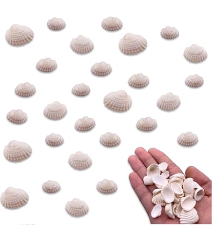 Amazon | 【貝殻パーツ】さんごのかけら 珊瑚の欠片 中サイズ 10g