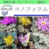 SAFLAX - Garden to Go - コノフィツム - 40 個の種。- 素焼きの鉢、グレーズトレー、鉢植え用土壌、肥料を含みます - Conophytum Mix