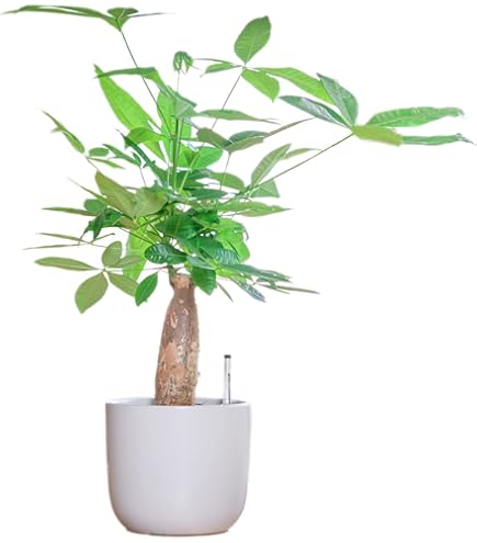 Amazon｜観葉植物 パキラ 5本編み 5号スクエア鉢 編み込み 発財樹 幸運