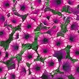 タキイ種苗 ペチュニア ギュギュ ラズベリー 3株セット