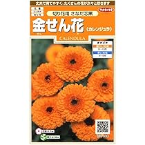 カネの花 Amazon | サカタのタネ 実咲花7144 金せん花 切り花用さなだ芯黒