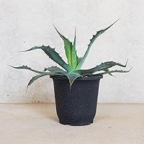 61nXELnwY1L._AC_UL210_SR210,