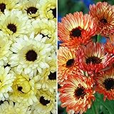 国華園　花たね　キンセンカセット　2種2袋【※発送が国華園からの場合のみ正規品です】
