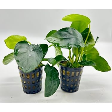 Amazon.co.jp 最新リリース: 生体（水草） の新着ランキングです。