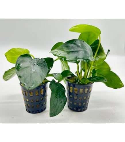 Amazon.co.jp: （水草）アヌビアスナナ 斑入り ホワイトマーブル（水上