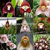 Monkey face orchids seed 200 pcs Multiple varieties Bonsai plants Seeds for home & garden Flowers po