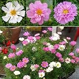 八重咲きコスモス・ダブルブーケ3色植え3.5号ポット 6株セット[ボリュームいっぱいの花が咲く] ノーブランド品