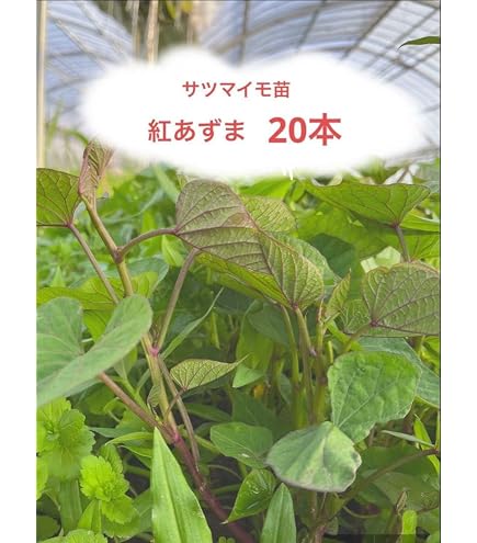Amazon.co.jp: ※最終受付 令和8年7月8日まで※サツマイモ苗 紅はるか
