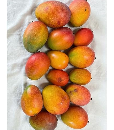 Amazon.co.jp: 青切りマンゴー2kg 摘果マンゴー マムアンディップ