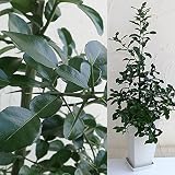 コブミカン（バイマックル）7号鉢植え[トムヤンクンなどタイ料理に！] ノーブランド品