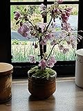 母の日の贈り物にパッと咲く　サクラ盆栽でお花見を楽しもう