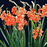 国華園 夏植え球根 トリトニア ラクシフローラ 5球【※発送が国華園からの場合のみ正規品です】