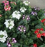 【特選花苗セット販売】バーベナ　ミックス　２０ポットセット（３号）【まとめ売り】