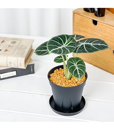 あんそら　ブリガミア インシグニ＋アロカシア サンデリアナ ノビリス あんそら様専用 ブリガミア インシグニ＋アロカシア