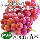 クイーンニーナ 苗木 苗 果樹 果樹苗 1年生