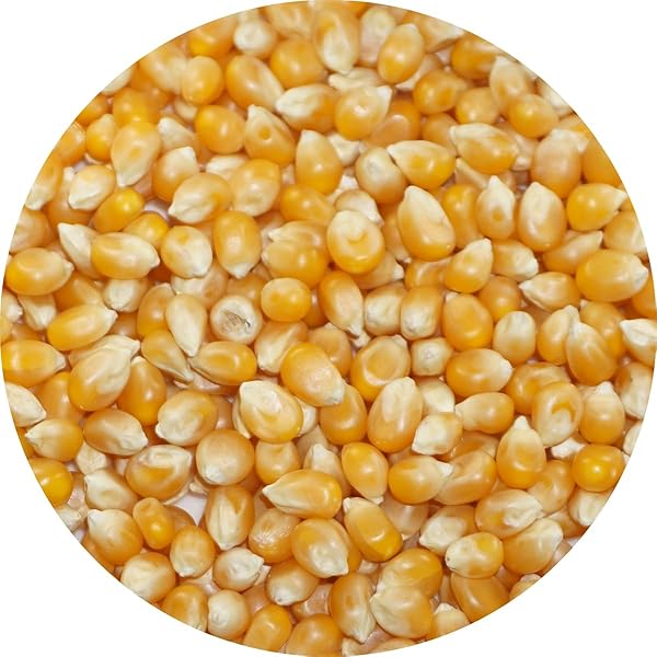 Amazon.co.jp: とうもろこし（大粒 ) Kinsei Corn 400g : 食品