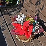 寄せ鉢 クールミックス 鉢花 観葉植物