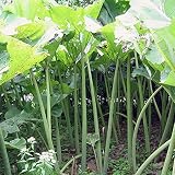フキ（蕗）：秋田フキ　4号ポット[アキタフキ　大型のふき・家庭菜園に！][野菜苗] ノーブランド品