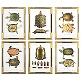 Uttermost Tortoise Studyアートフレーム、S / 6