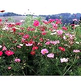 [タネ 春～初夏まき 大輪長期開花の人気種]景観形成作物：コスモスセンセーション（中生）500g ノーブランド品