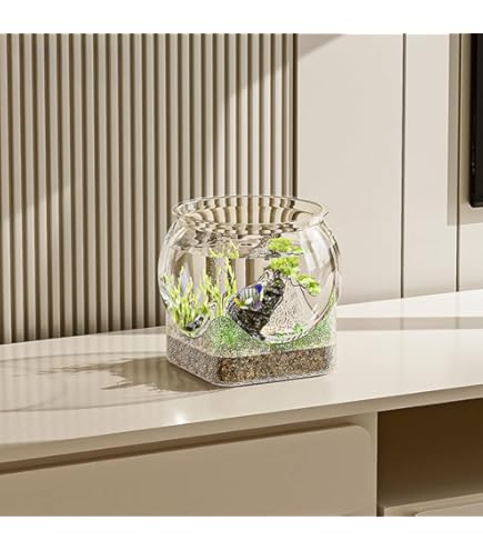 Amazon | ビオトープ トロ船セット 完成品 木 枠 鉢 50×35×16