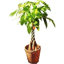 パキラ24出品 パキラ｜オンラインショップ ｜ 花のアリマツ