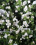 【特選花苗セット販売】バコパ　大輪系　白　２４ポットセット（３号） 【まとめ売り】