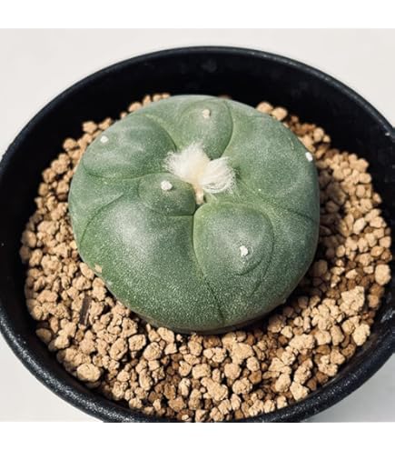 Amazon｜ロフォフォラ 烏羽玉 M｜観葉植物 オンライン通販