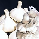 青森 にんにく 1kg A品 Lサイズ 国産 ニンニク 青森期待の新人商店