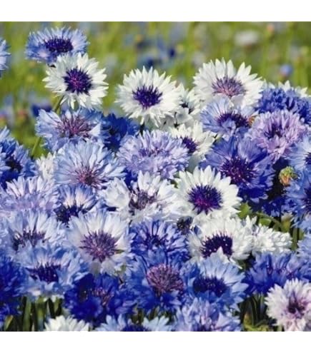 Amazon.co.jp: サカタのタネ 実咲花5904 花絵の具 ブルーフラワー