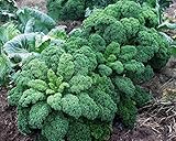 野菜の種の葉キャベツ - ケールGryunkoln有機栽培家宝