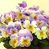 国華園　花苗 ビオラ F1キャラメル アンジェロ 3株【※発送が国華園からの場合のみ正規品です】