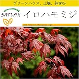 SAFLAX - 鉢植えセット - イロハモミジ - 20 個の種。- ミニプラスチックグリーンハウス、鉢植え用土壌、鉢×2個を含みます - Acer palmatum atropurpureum