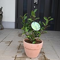 61nvgup0IQL._AC_UL210_SR210,