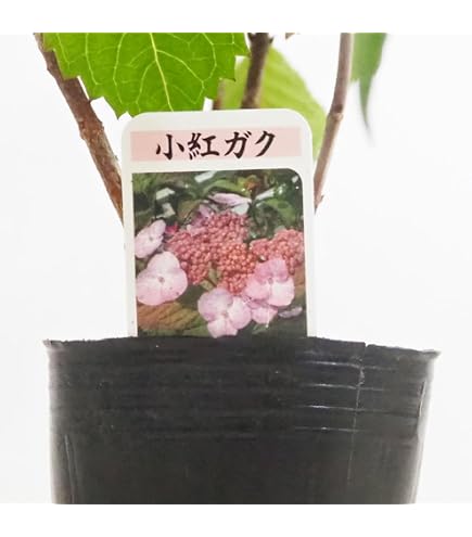 Amazon | 山アジサイ 伊予獅子てまり 5号鉢 ピンク花 鉢植え 母の日