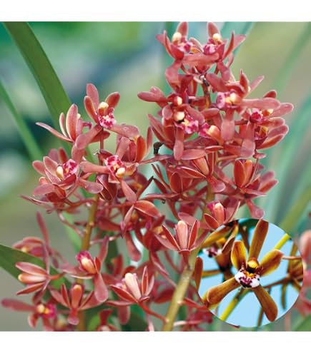 Amazon.co.jp: 金陵辺。花芽2個。2鉢。蜜蜂誘引蘭。日本蜜蜂