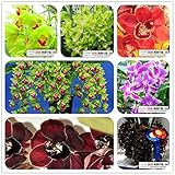 Excluded Succulent Plant Pot Home Graine Plante Garden Lily Bulbs Vegetable Seeds Flower Seeds Alliu